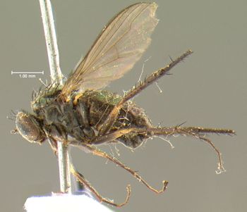 Media type: image;   Entomology 12991 Aspect: habitus lateral view